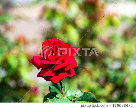 Colorful and beautiful autumn roses in full bloom 119698473