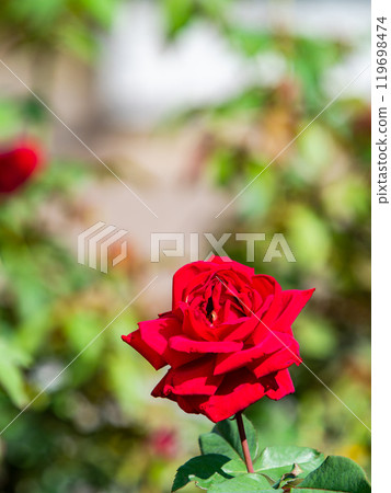 色彩繽紛、美麗的秋季玫瑰盛開 色彩繽紛、美麗的秋季玫瑰盛開 119698474