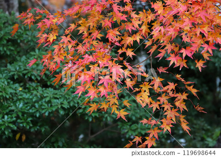Ohara, Kyoto: Autumn leaves at Sanzenin Temple 119698644
