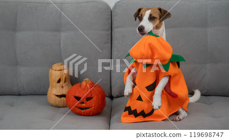 Jack Russell Terrier dog in pumpkin costume next to jack o lantern on sofa. Jack Russell Terrier dog in pumpkin costume next to jack o lantern on sofa. 119698747
