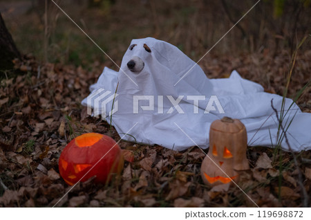 Jack Russell Terrier dog in a ghost costume for Halloween in the woods. Jack Russell Terrier dog in a ghost costume for Halloween in the woods. 119698872