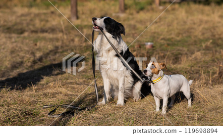 Border collie dog holds a Jack Russell terrier's leash on a walk in the park in autumn. Border collie dog holds a Jack Russell terrier's leash on a walk in the park in autumn. 119698894