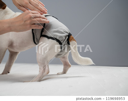 Caucasian woman puts panties on a dog. Caucasian woman puts panties on a dog. 119698953