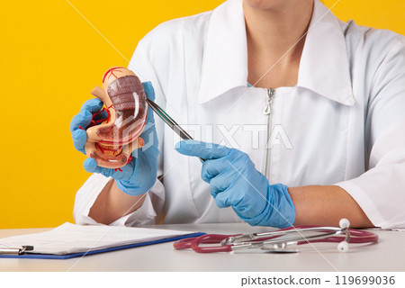 woman doctor pointing at thyroid anatomical model in his office 119699036