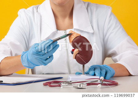Doctor showing pen on plastic model human kidney closeup 119699037