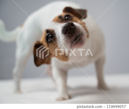 Jack Russell Terrier dog licking transparent glass on white background.  119699057