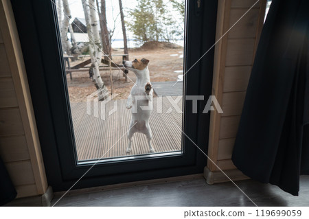 The dog stands at the patio window and asks to go inside the house.  119699059