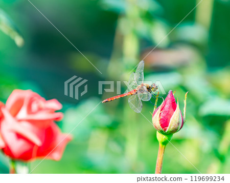 A red dragonfly resting on a beautiful red autumn rose bud 119699234