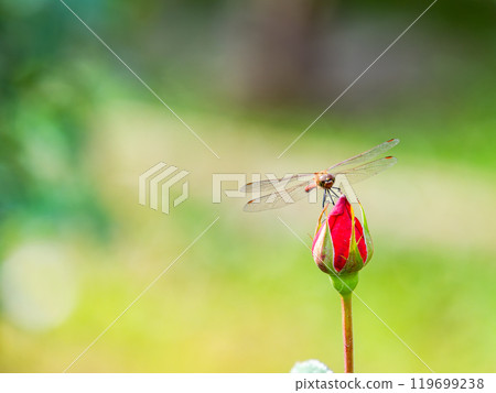A red dragonfly resting on a beautiful red autumn rose bud A red dragonfly resting on a beautiful red autumn rose bud 119699238