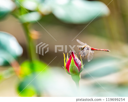 A red dragonfly resting on a beautiful red autumn rose bud A red dragonfly resting on a beautiful red autumn rose bud 119699254