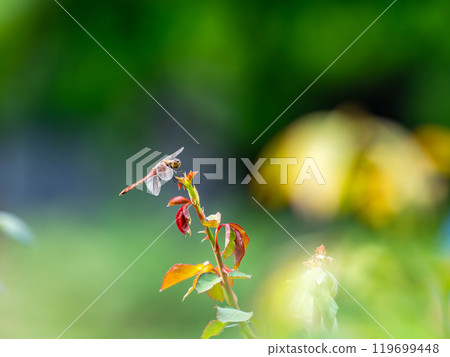 紅蜻蜓棲息在秋玫瑰葉的尖端 紅蜻蜓棲息在秋玫瑰葉的尖端 119699448