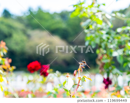 紅蜻蜓棲息在秋玫瑰葉的尖端 紅蜻蜓棲息在秋玫瑰葉的尖端 119699449