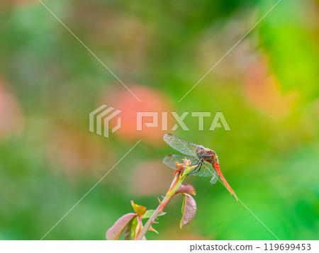 A red dragonfly resting on the tip of an autumn rose leaf A red dragonfly resting on the tip of an autumn rose leaf 119699453