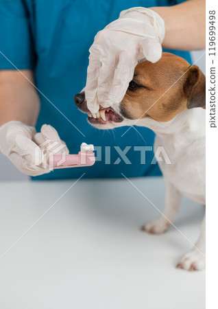A vet is cleaning the teeth of a Jack Russell Terrier. Vertical photo.  119699498