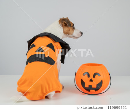 Jack Russell Terrier dog dressed as pumpkin next to candy basket on Halloween.  119699531