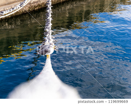 Seagulls perched in a row on a mooring rope - Perspective 119699669