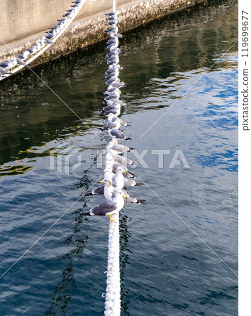Seagulls perched on the mooring rope 119699677