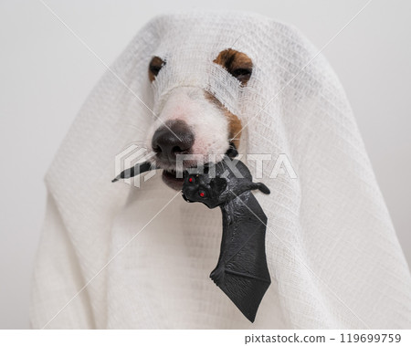Jack Russell Terrier dog in a ghost costume holding a bat on a white background. Jack Russell Terrier dog in a ghost costume holding a bat on a white background. 119699759