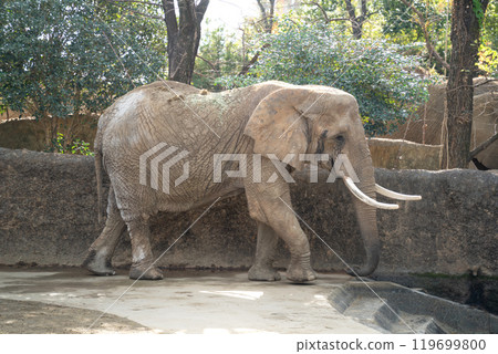 日本 動物園 大象 elephant zoo 象 ぞう ゾウ 119699800