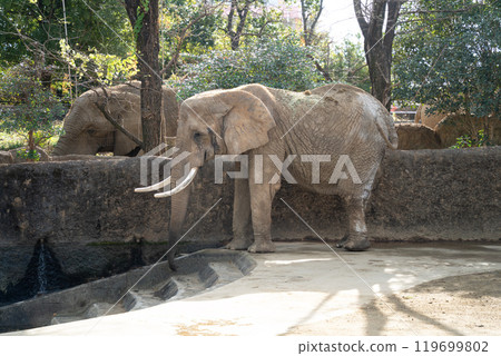 japan zoo elephant elephant zoo elephant ぞう ゾウ japan zoo elephant elephant zoo elephant ぞう ゾウ 119699802