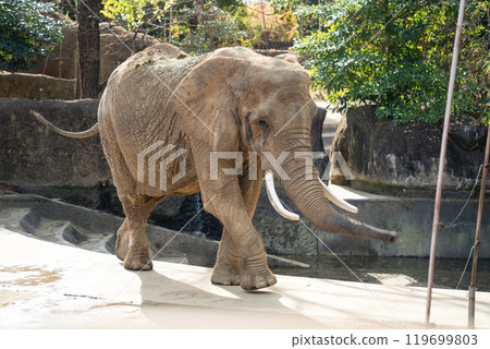 japan zoo elephant elephant zoo elephant ぞう ゾウ 119699803