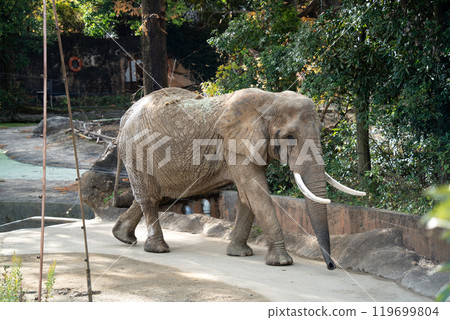 japan zoo elephant elephant zoo elephant ぞう ゾウ japan zoo elephant elephant zoo elephant ぞう ゾウ 119699804