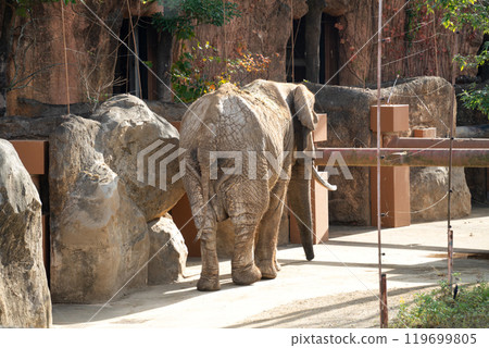 japan zoo elephant elephant zoo elephant ぞう ゾウ 119699805