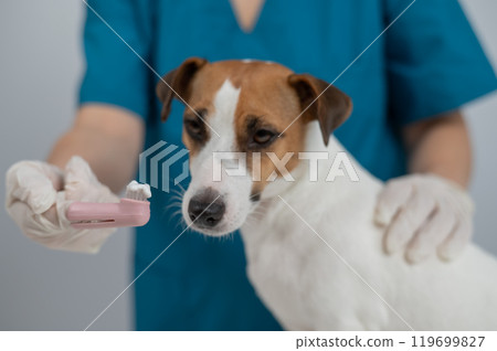 A vet is cleaning the teeth of a Jack Russell Terrier.  119699827