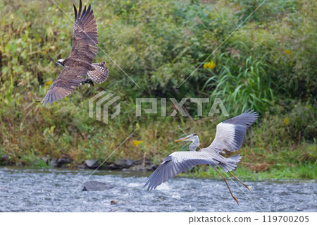 An osprey being chased by a heron for holding a fish An osprey being chased by a heron for holding a fish 119700205