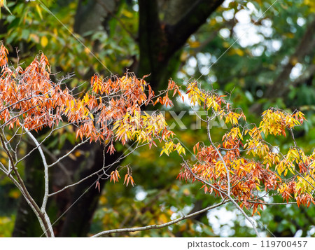 秋天的景色：公園裡的樹木開始變色 119700457