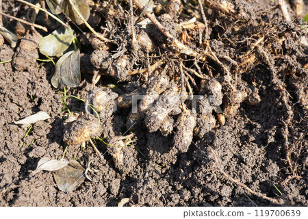 Soiled peanuts 02 119700639