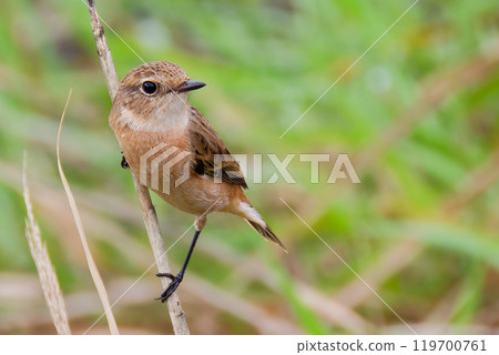 秋季田野中的雌性鶲 119700761