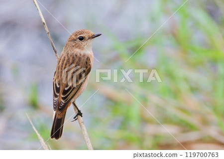 河岸上的雌鶲 119700763