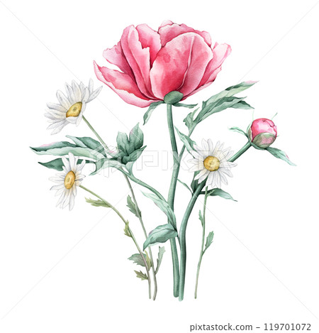 Watercolor bouquet of delicate pink peony and chamomile flowers in full bloom. Hand drawn illustration beautiful floral flowers daisy. Summer botanical plant on isolated. Elements for design 119701072