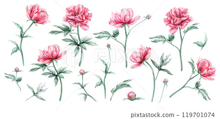 Watercolor set of succulent pink peony flowers in full bloom. Hand drawn illustration beautiful floral clipart. Summer botanical plant on isolated. Elements for design invitations anniversary. 119701074
