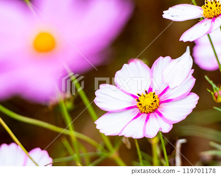 美麗多彩的宇宙綻放 119701178