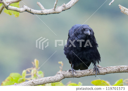 Carrion crow perched on a branch Carrion crow perched on a branch 119701573