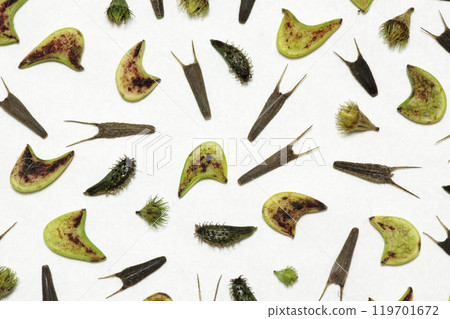 Various types of sticky insects 119701672