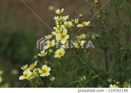 Yellow Winter Cosmos (Bidens) flowers blooming in an autumn garden Yellow Winter Cosmos (Bidens) flowers blooming in an autumn garden 119702136