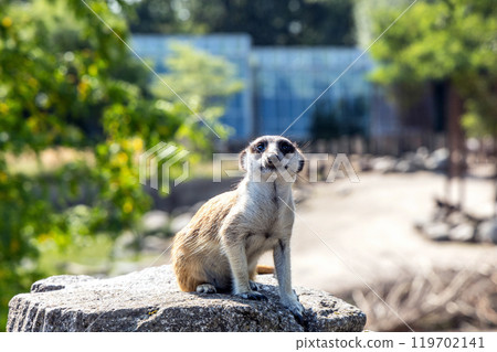 Meerkat or suricate sits on a rock 119702141