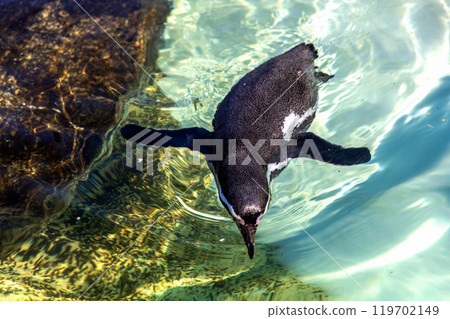Cute penguin swimming in water Cute penguin swimming in water 119702149