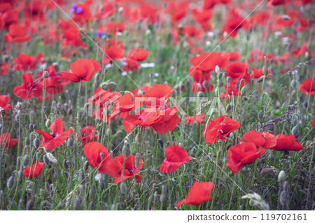 Beautiful green field with red poppy flowers. 119702161