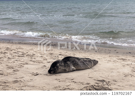 Seal on the sand on the shore of the North sea. Seal on the sand on the shore of the North sea. 119702167