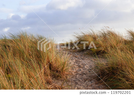 Sand dunes with dried grass against a sky with clouds. 119702201