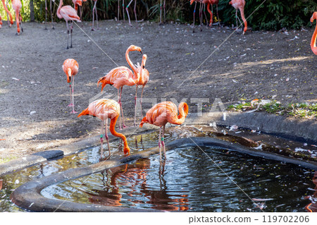 A flock of pink flamingo birds in the park A flock of pink flamingo birds in the park 119702206