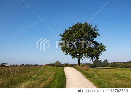 Beautiful summer landscape of farmlands. Lonely tree by countryside road. 119702214