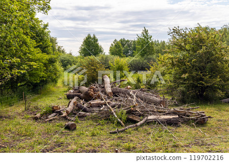 Heap with cut down trees. Tree sawdust. Cleaning dry woods or dry branches. Heap with cut down trees. Tree sawdust. Cleaning dry woods or dry branches. 119702216