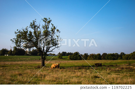 Beautiful summer landscape of farmlands. Lonely tree and cows eat grass by countryside 119702225