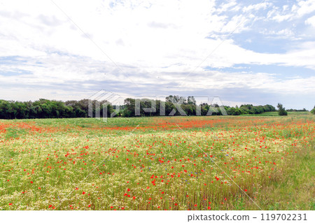 Beautiful field with poppy and chamomile flowers and blue sky with clouds. 119702231