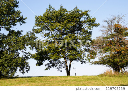 Beautiful summer landscape. Lonely tree by countryside. 119702239